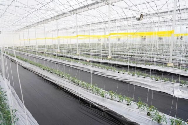 花博會孕育光明母港現代種業創新區 光明全方位融入市民生活