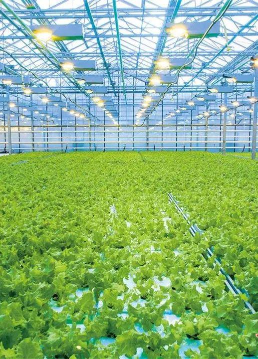 酒泉:蝶變中的種業(yè)強市