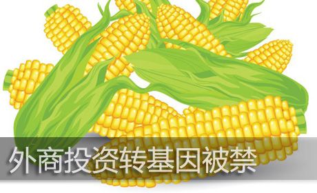 外商進(jìn)軍種業(yè)機(jī)制放寬,種子行業(yè)擔(dān)心的問(wèn)題快來(lái)看看