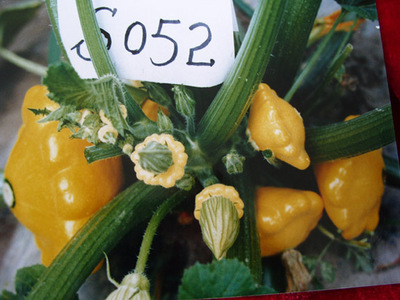 金飛碟-西葫蘆種子,酒泉市三禾種業(yè)有限責任公司, 中國蔬菜網(wǎng)產(chǎn)品庫