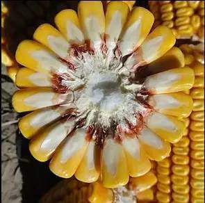 難 農(nóng)民不知道種啥好